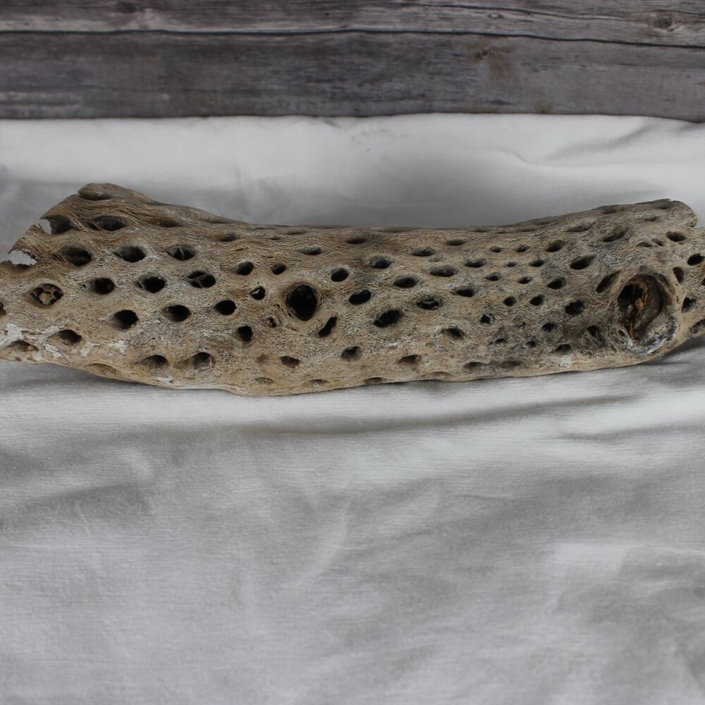 Cholla Wood Cactus Skeleton Aquarium Terrarium Decoration Clean  16" L - 4" W